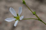 Pine barren stitchwort